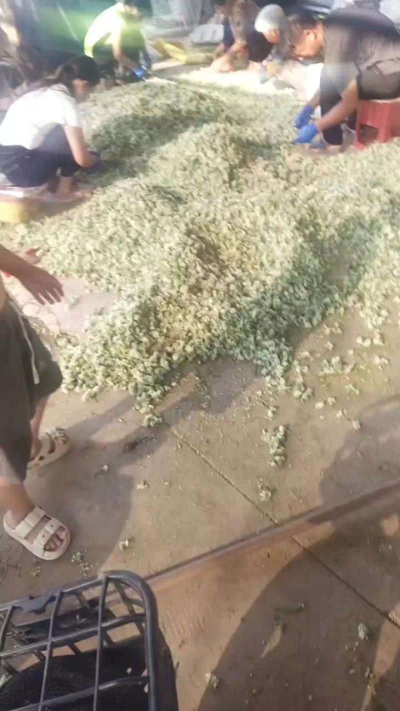 韭花