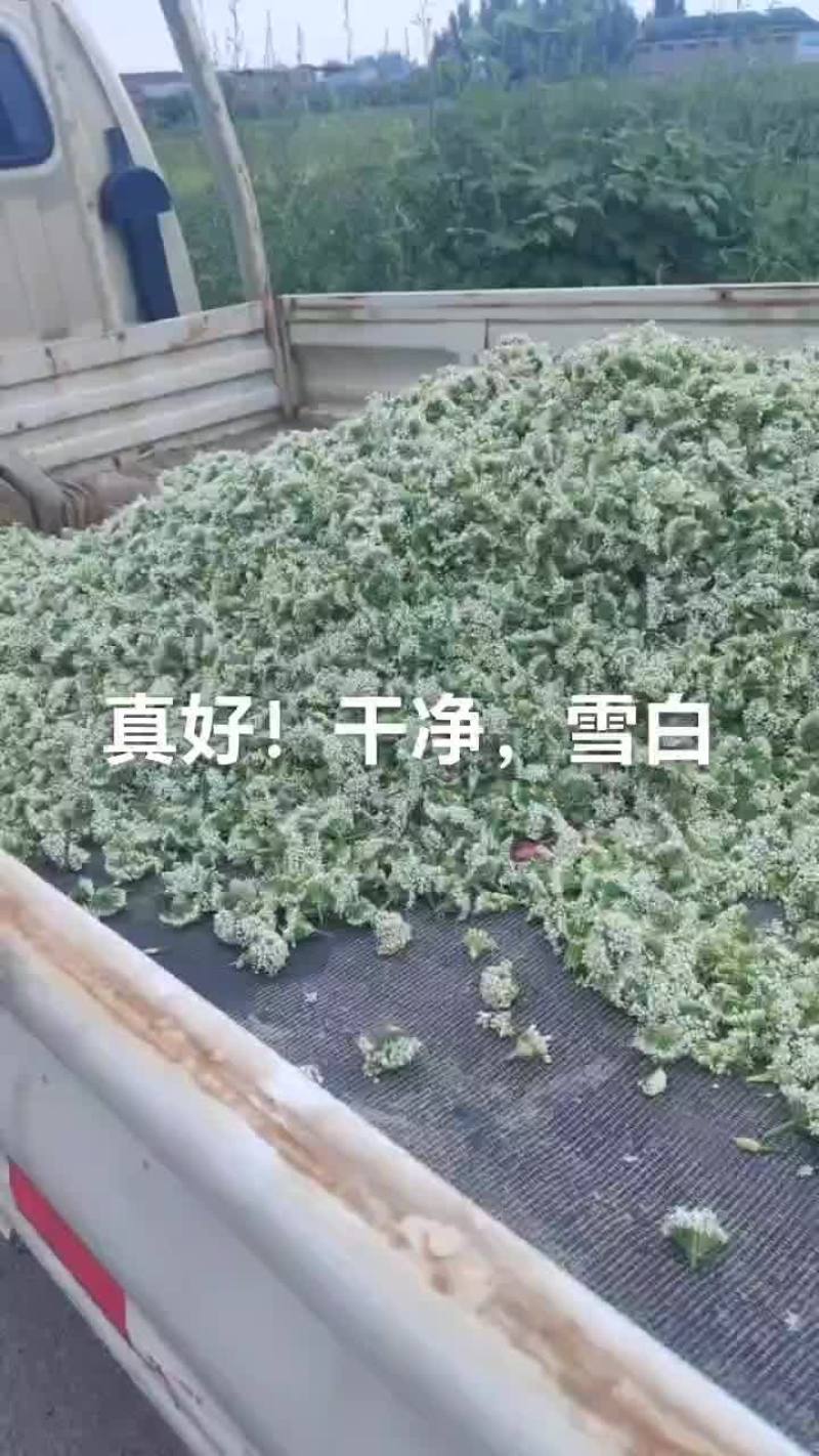 韭花