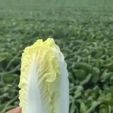 娃娃菜