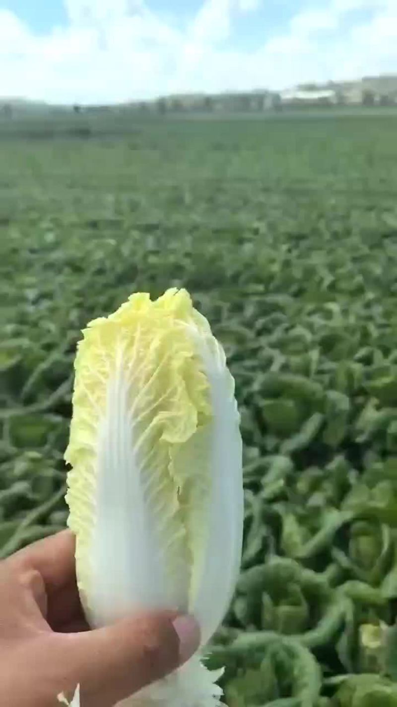 娃娃菜
