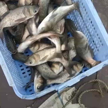 大头鱼