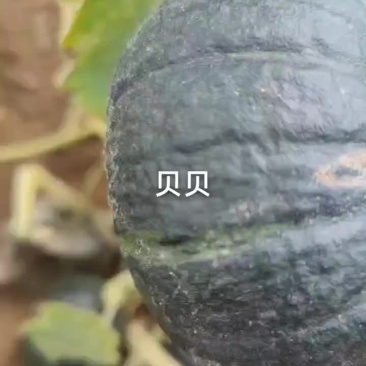 精品贝贝南瓜，产地直供，一手货源，保证质量