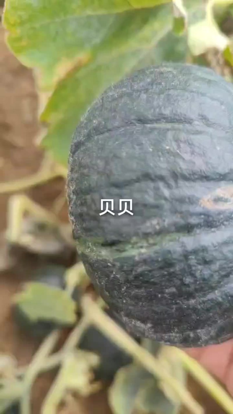 精品贝贝南瓜，产地直供，一手货源，保证质量