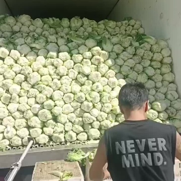 精品大娃娃菜大量供货好货天天有需要你就来欢迎来电