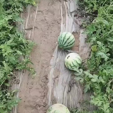 桃
