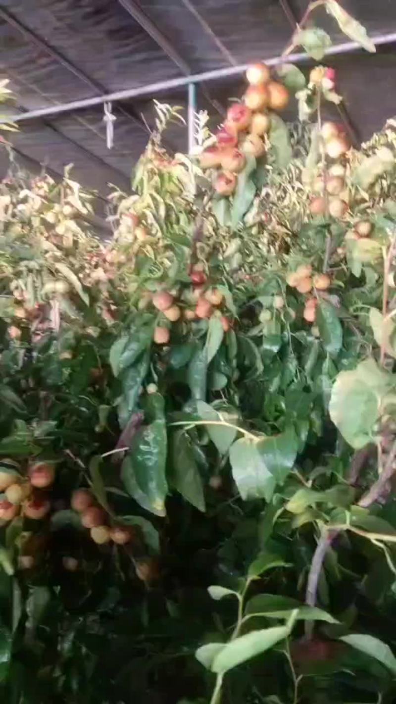 马奶枣，冬枣马上上市了，支持各大平台