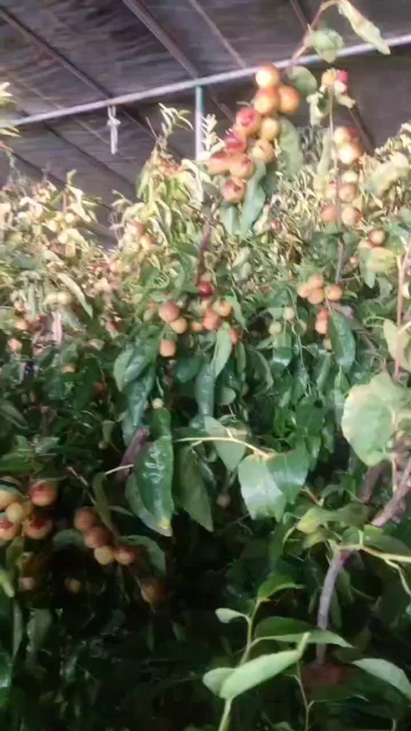 马奶枣，冬枣马上上市了，支持各大平台