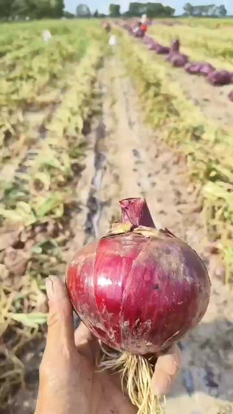 紫葱，红吉