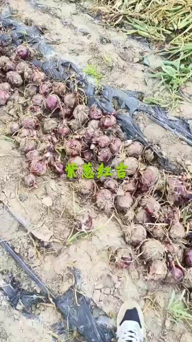 紫葱，红吉