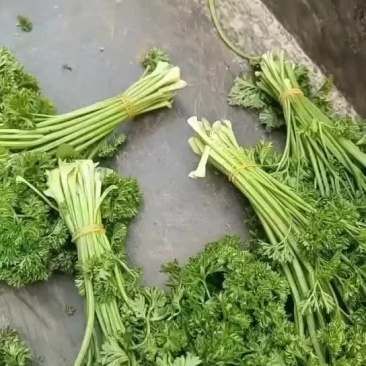 法香基地长年供