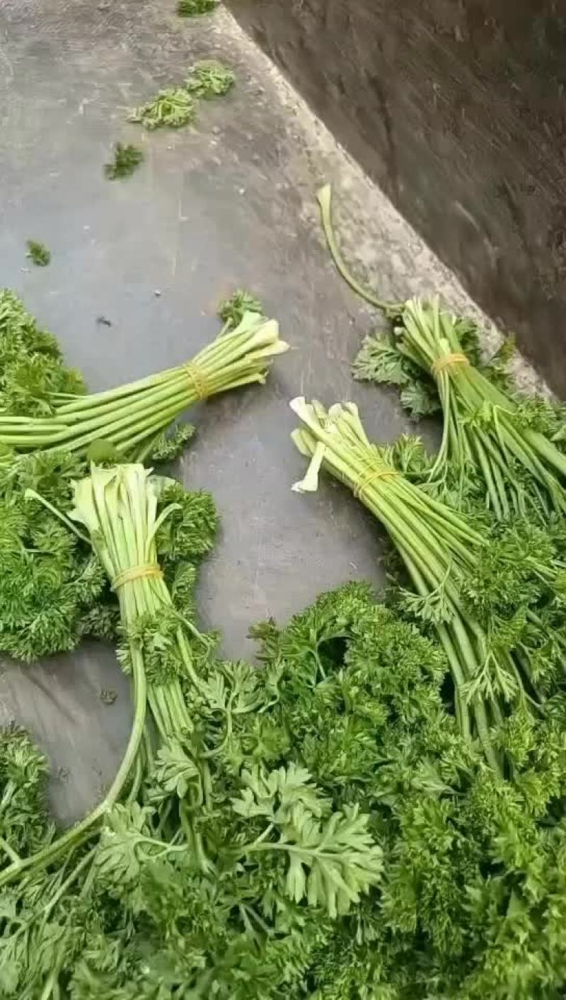 法香基地长年供