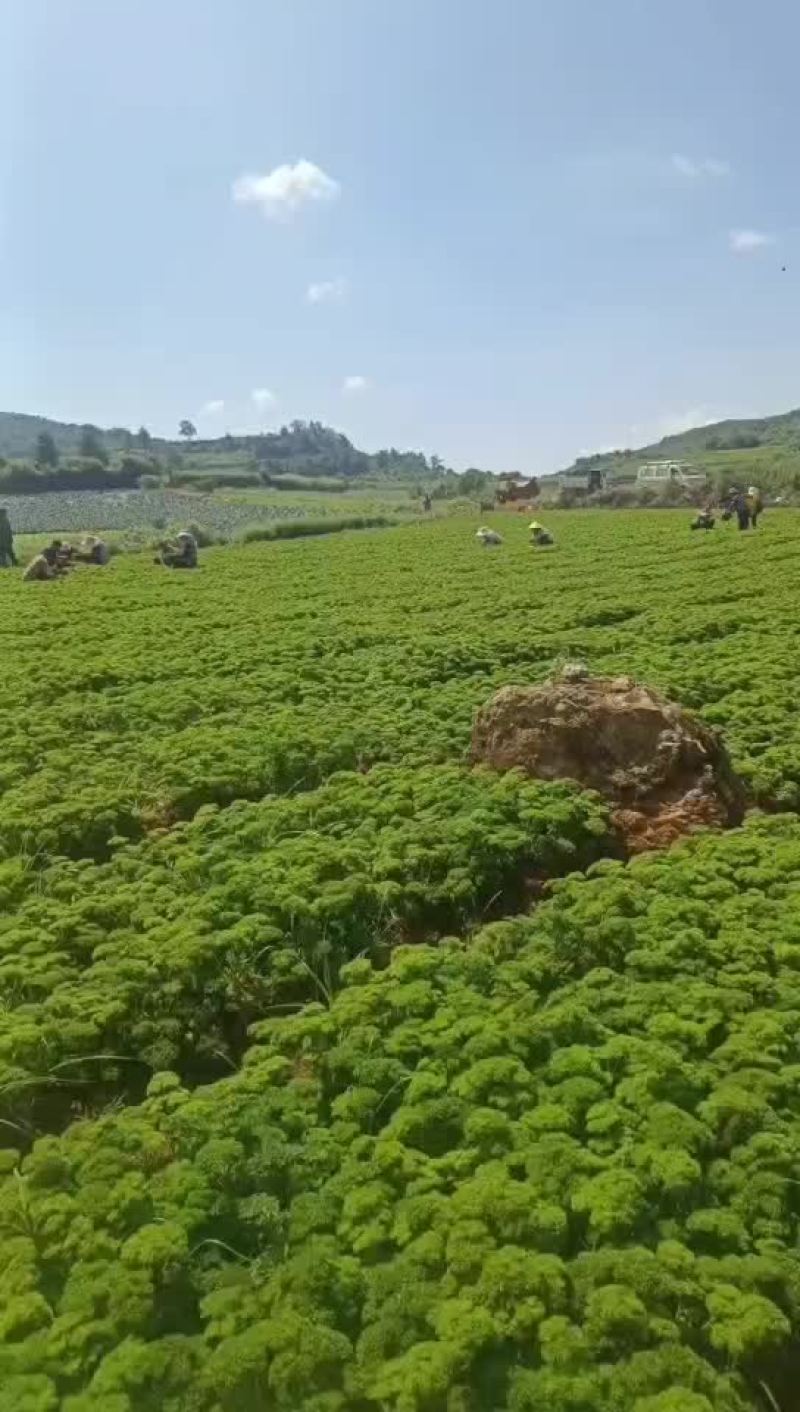 法香基地长年供