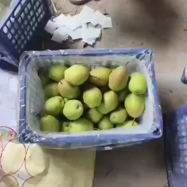 红香酥梨价格