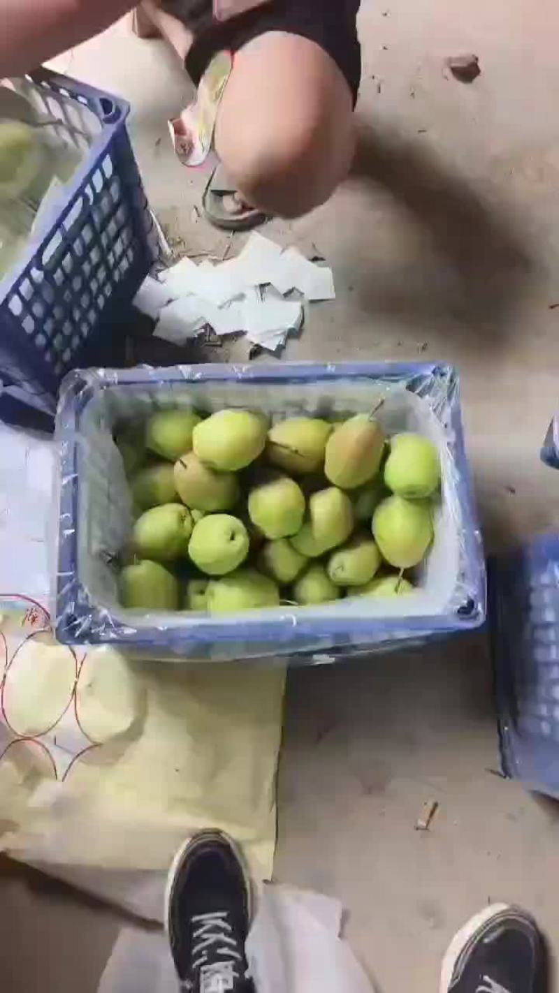 红香酥梨价格