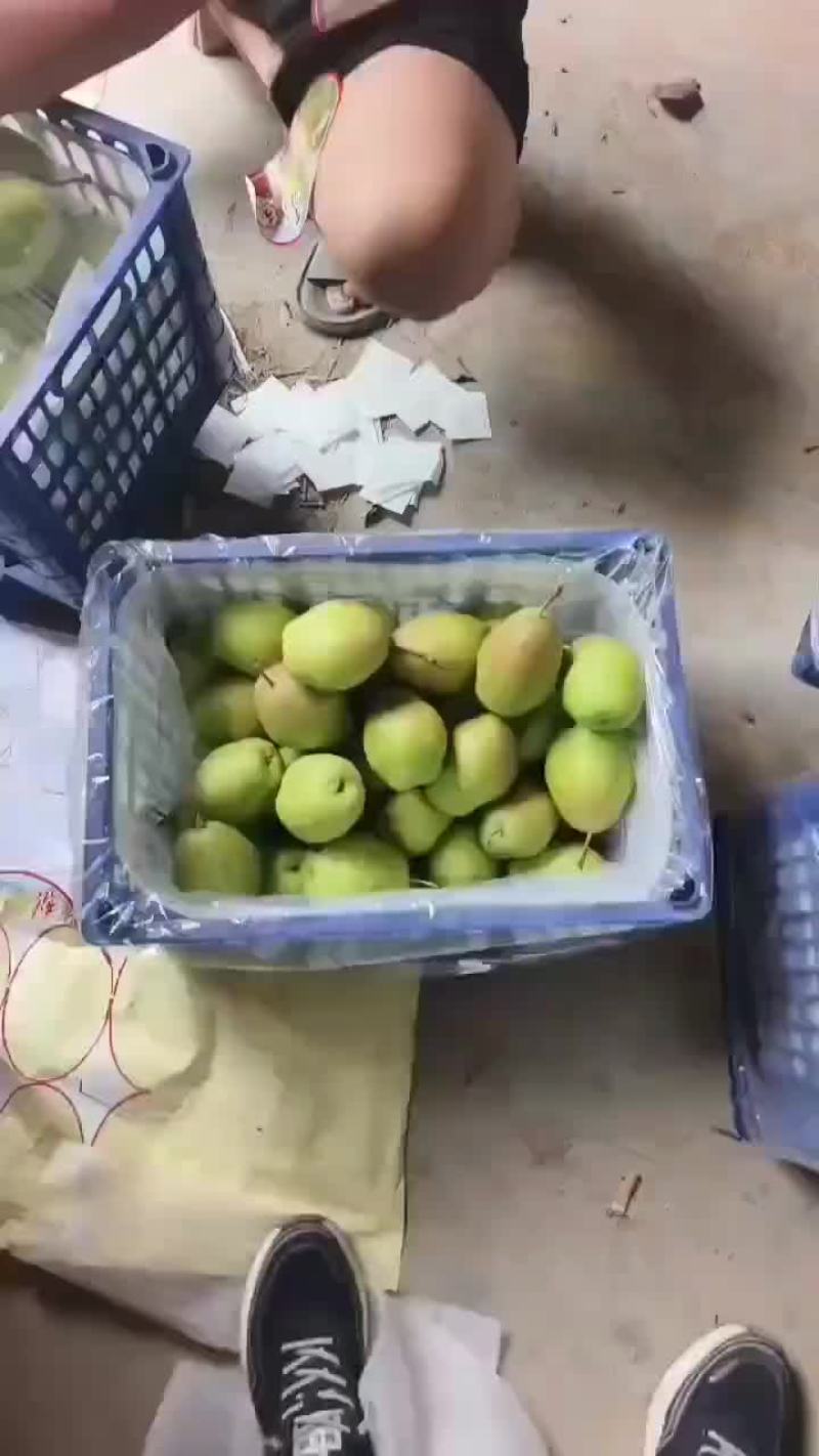 红香酥梨价格