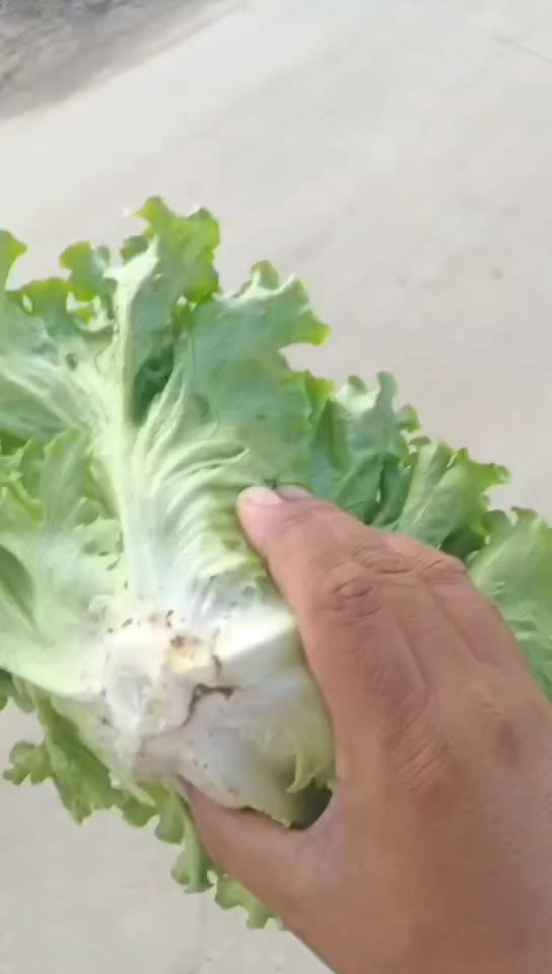 新品种叶生大量上市
