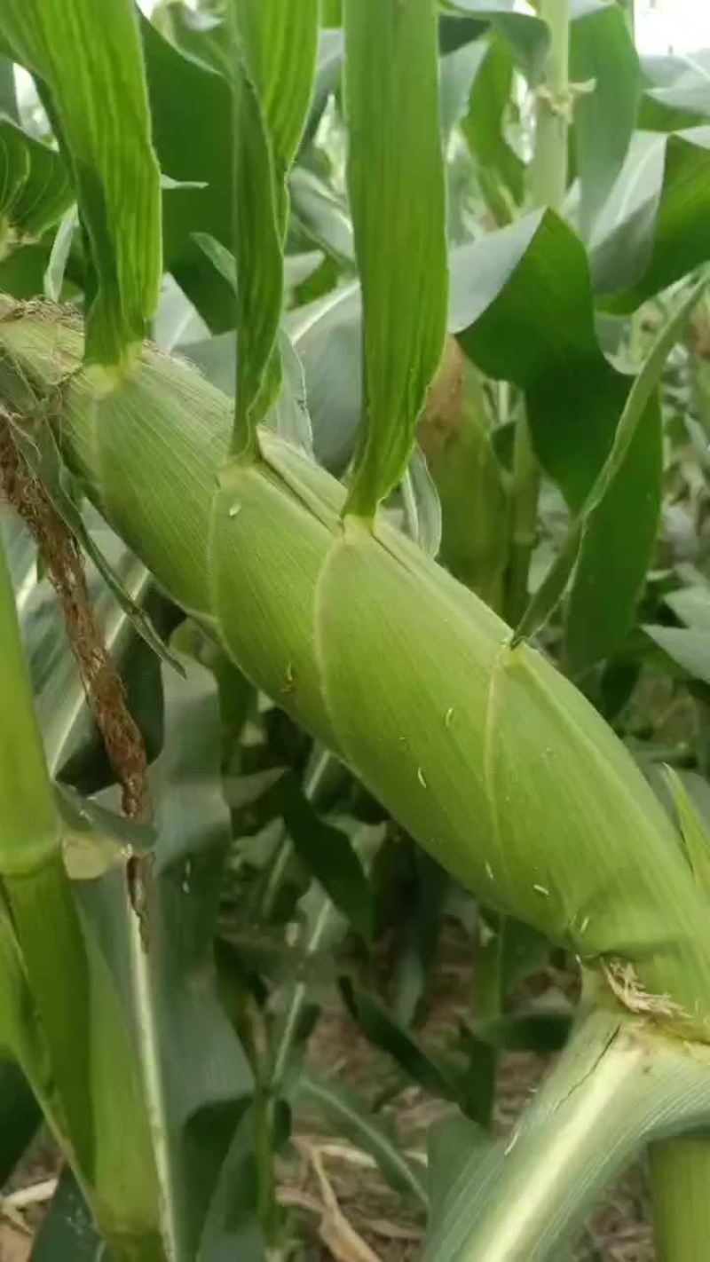 水果玉米