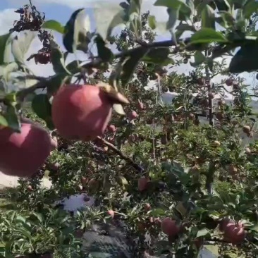 60/70小花牛