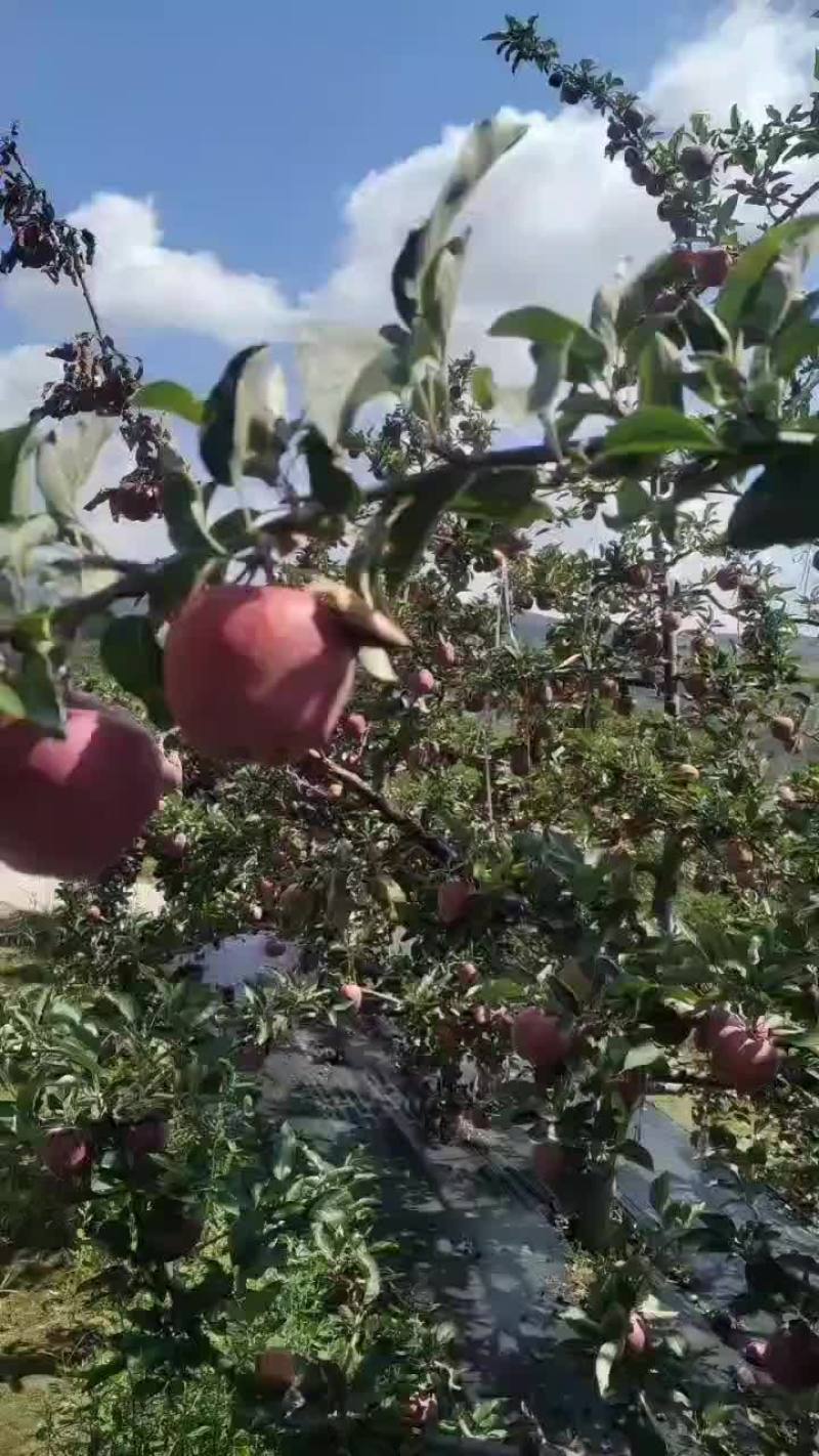 60/70小花牛