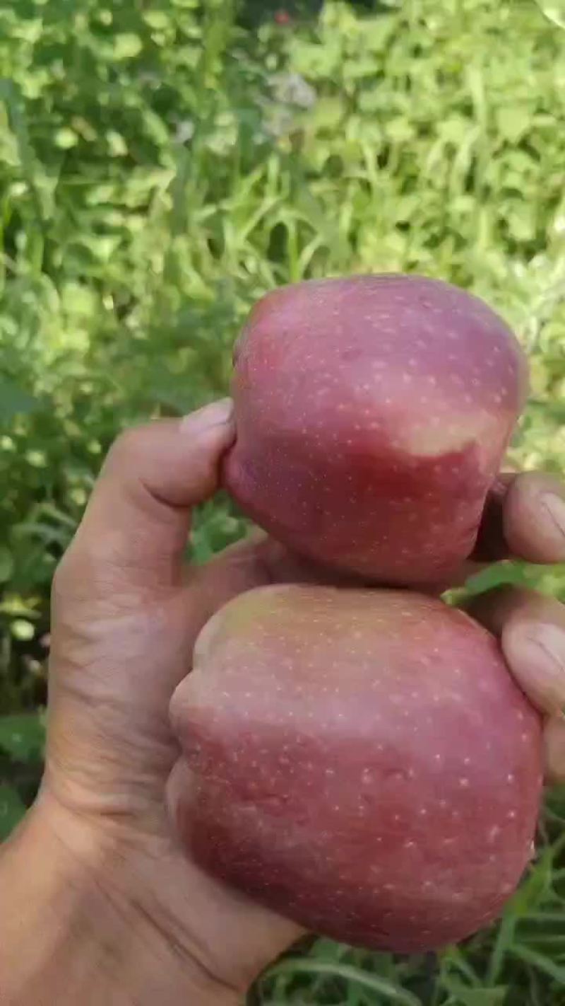60/70小花牛