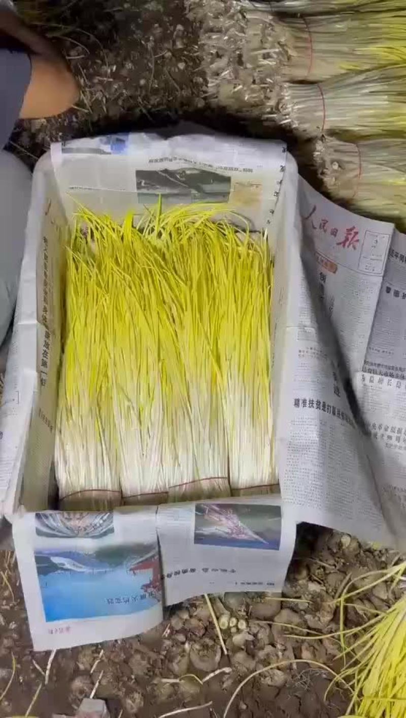 精品蒜黄大量上市