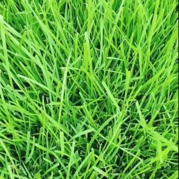 早熟禾草坪