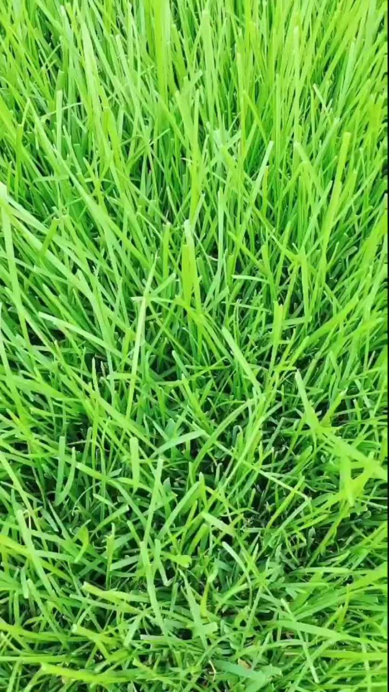 早熟禾草坪