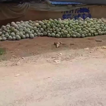 水果冬瓜