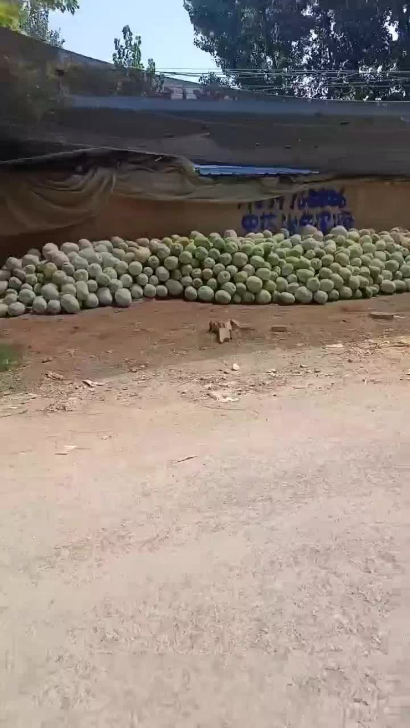 水果冬瓜