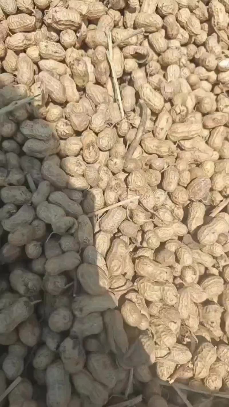 干果花生大量出货。