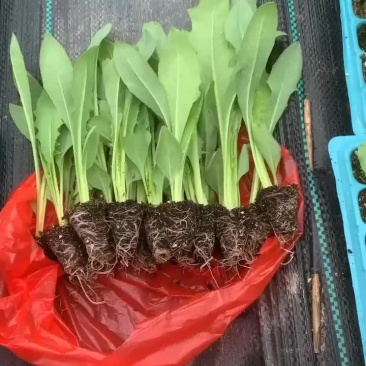 博白甜麦菜苗