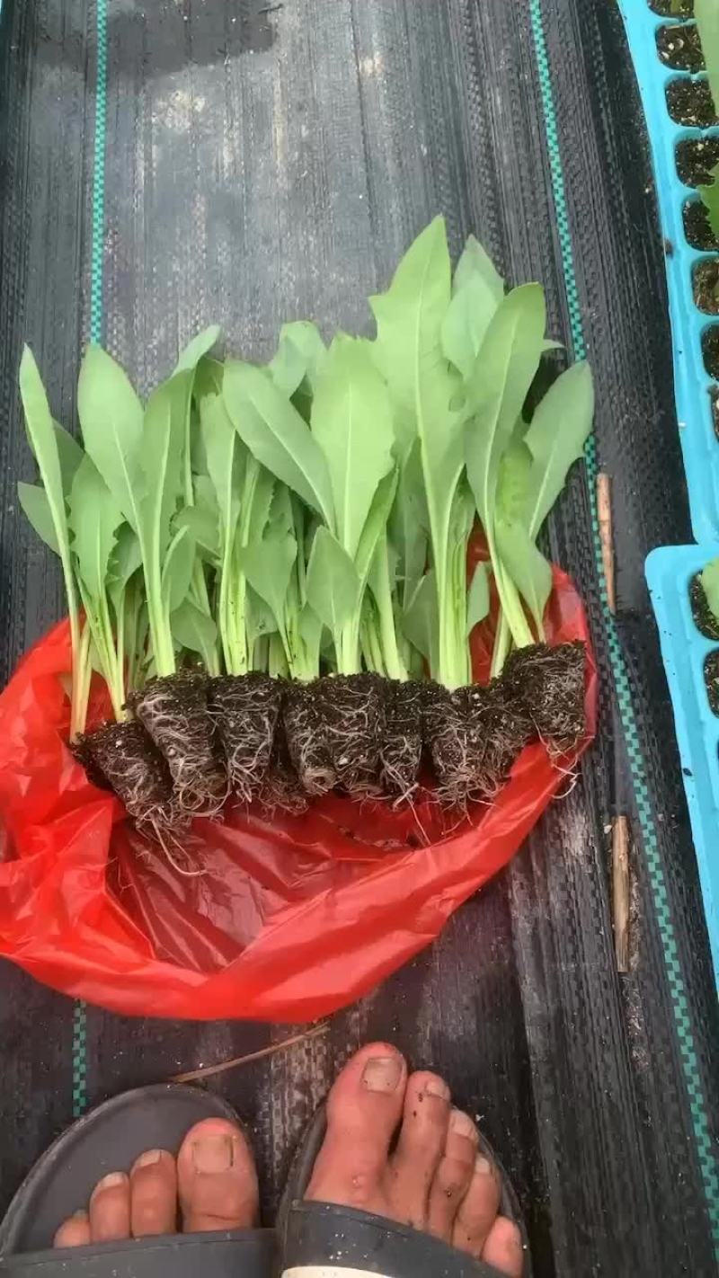 博白甜麦菜苗