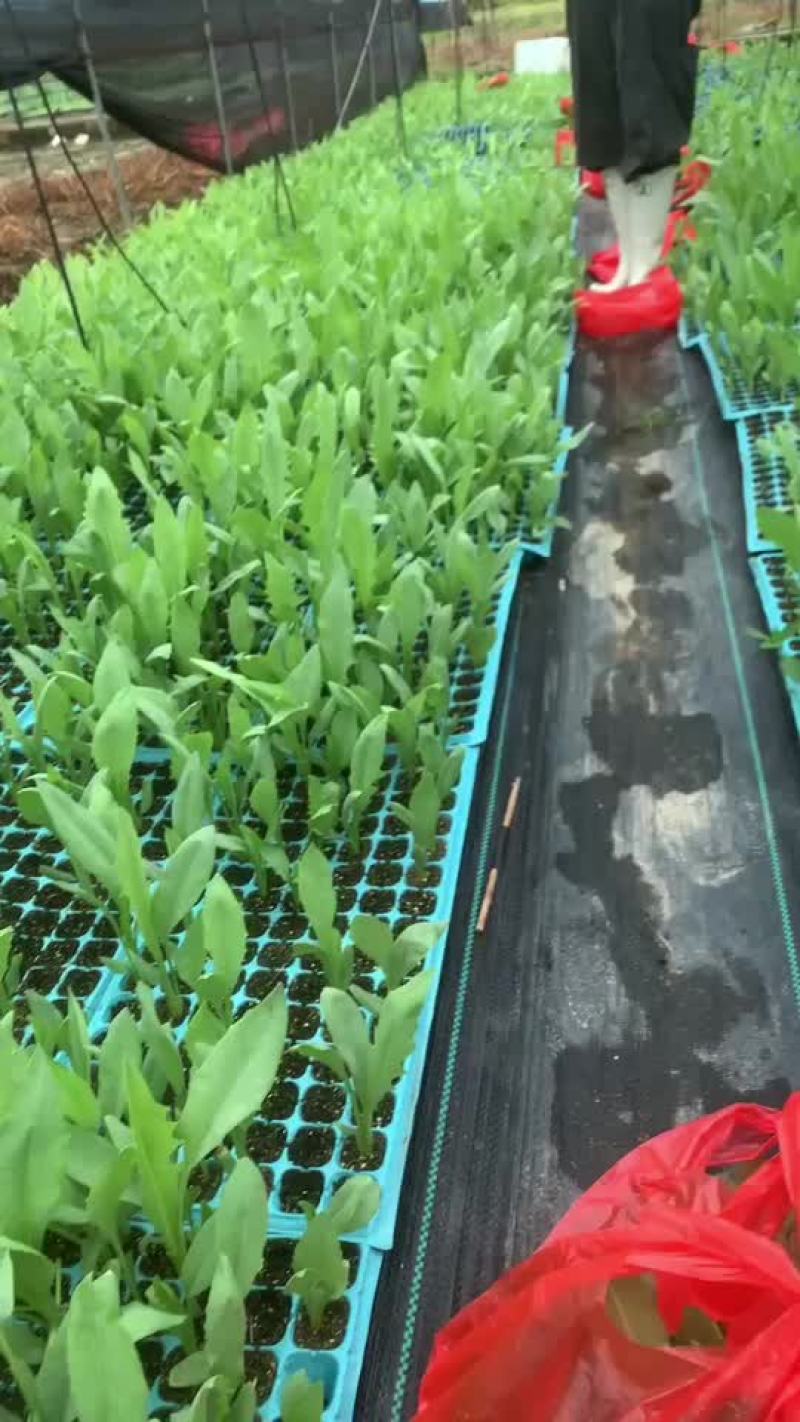 博白甜麦菜苗