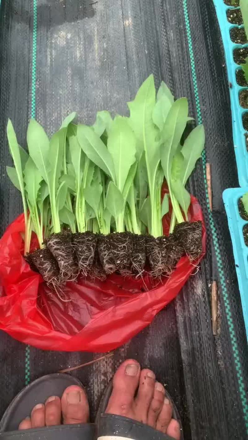 博白甜麦菜苗