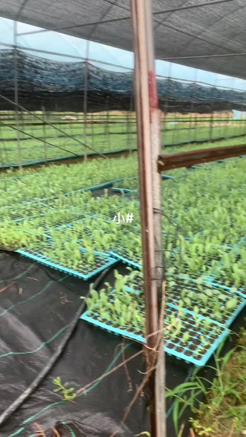 博白甜麦菜苗