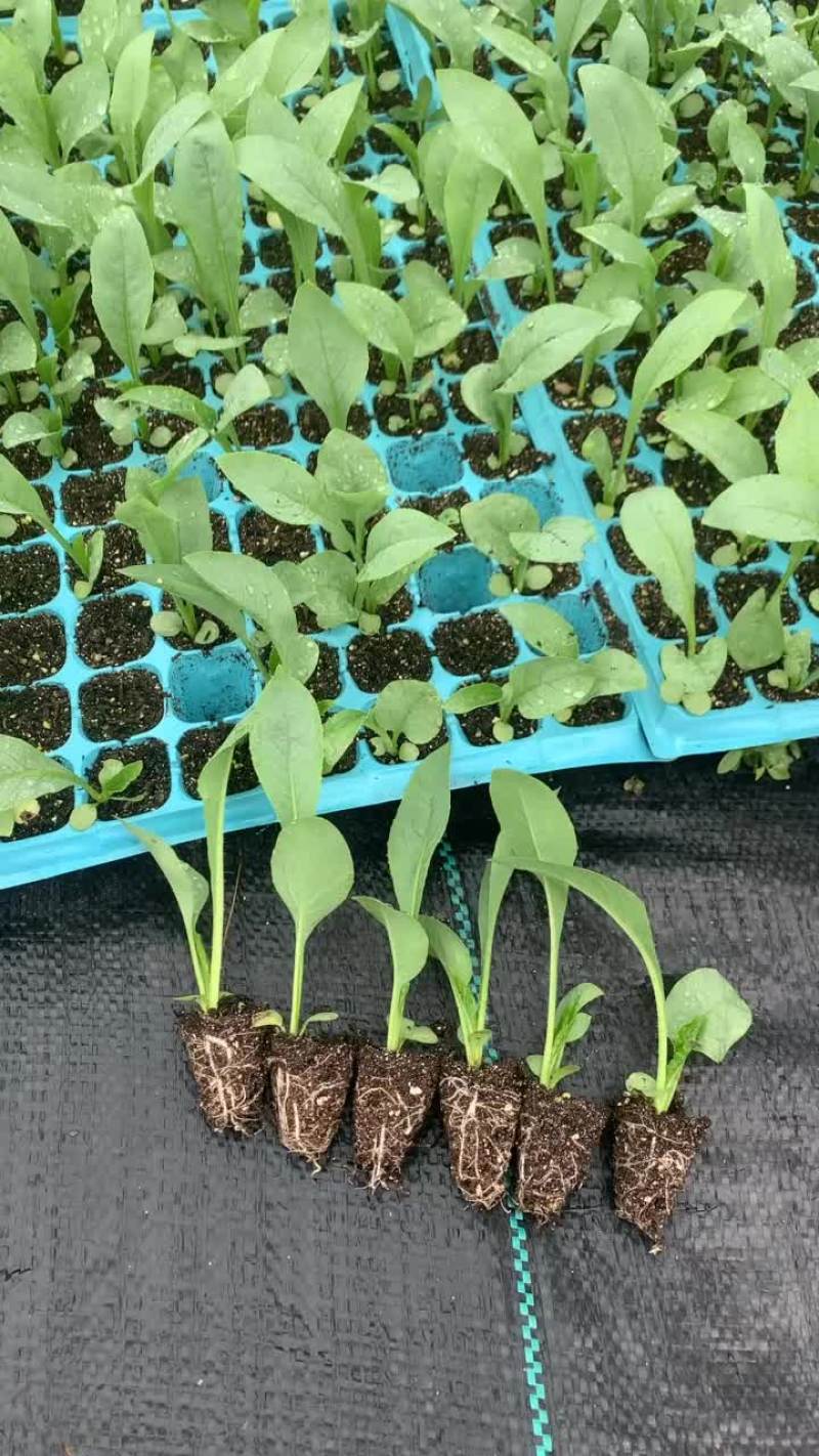 博白甜麦菜苗