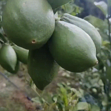广东香水柠檬