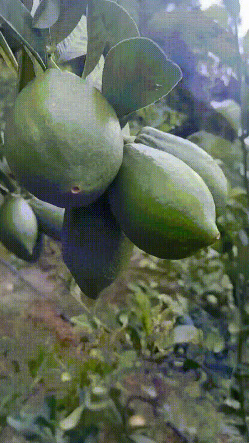 广东香水柠檬