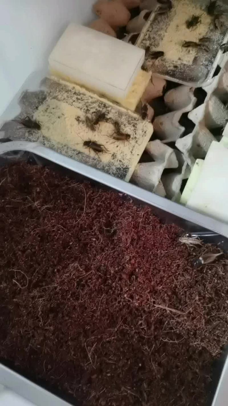 蟋蟀