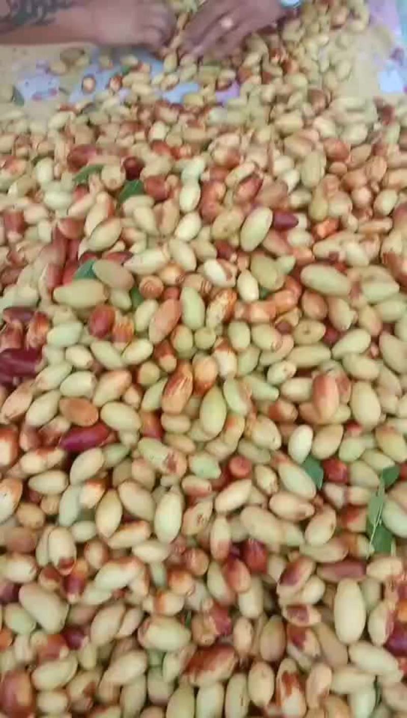 马牙枣，马奶枣，冬枣熟了