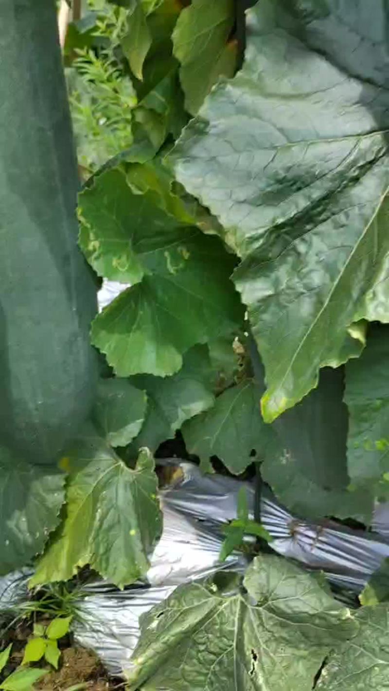 精品货平均32左右