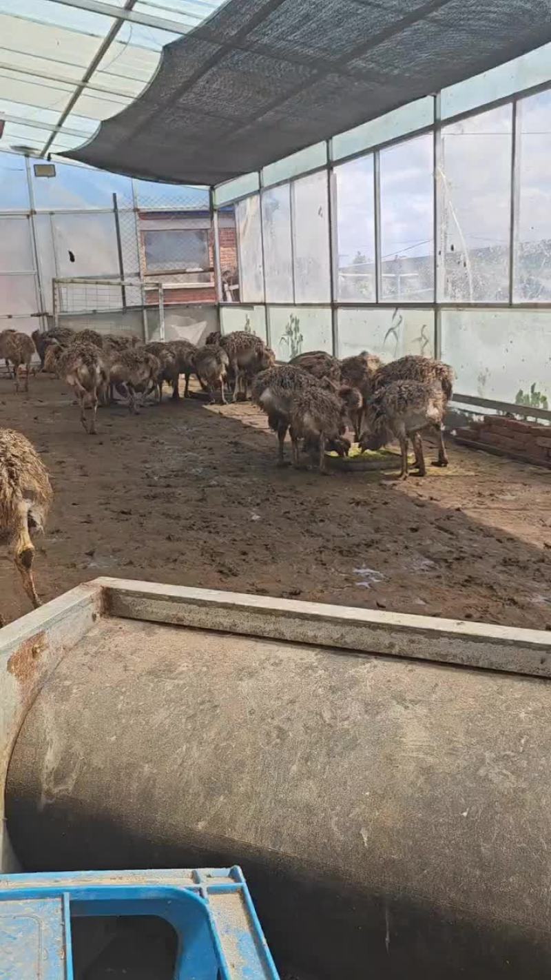 鸵鸟