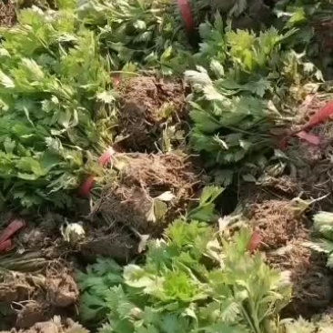 ‘新鲜芹菜苗，皇后芹菜苗，15一25公分，根系发达，欢迎L