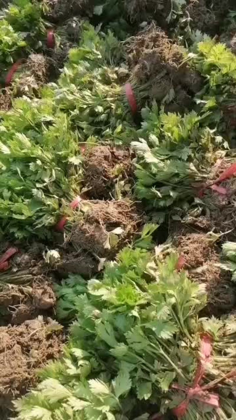‘新鲜芹菜苗，皇后芹菜苗，15一25公分，根系发达，欢迎L