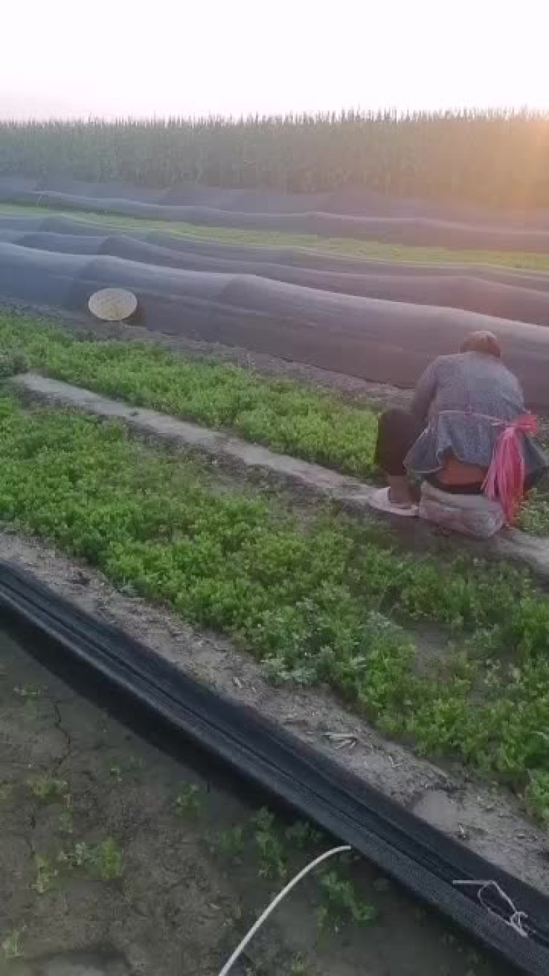 ‘新鲜芹菜苗，皇后芹菜苗，15一25公分，根系发达，欢迎L