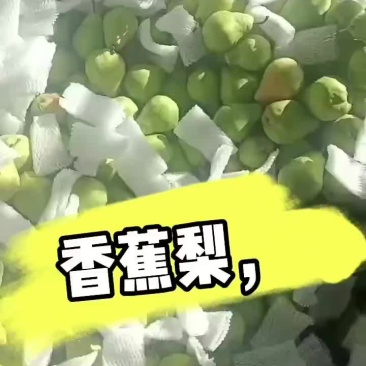 甘肃精品香蕉梨，洋梨，太婆梨，