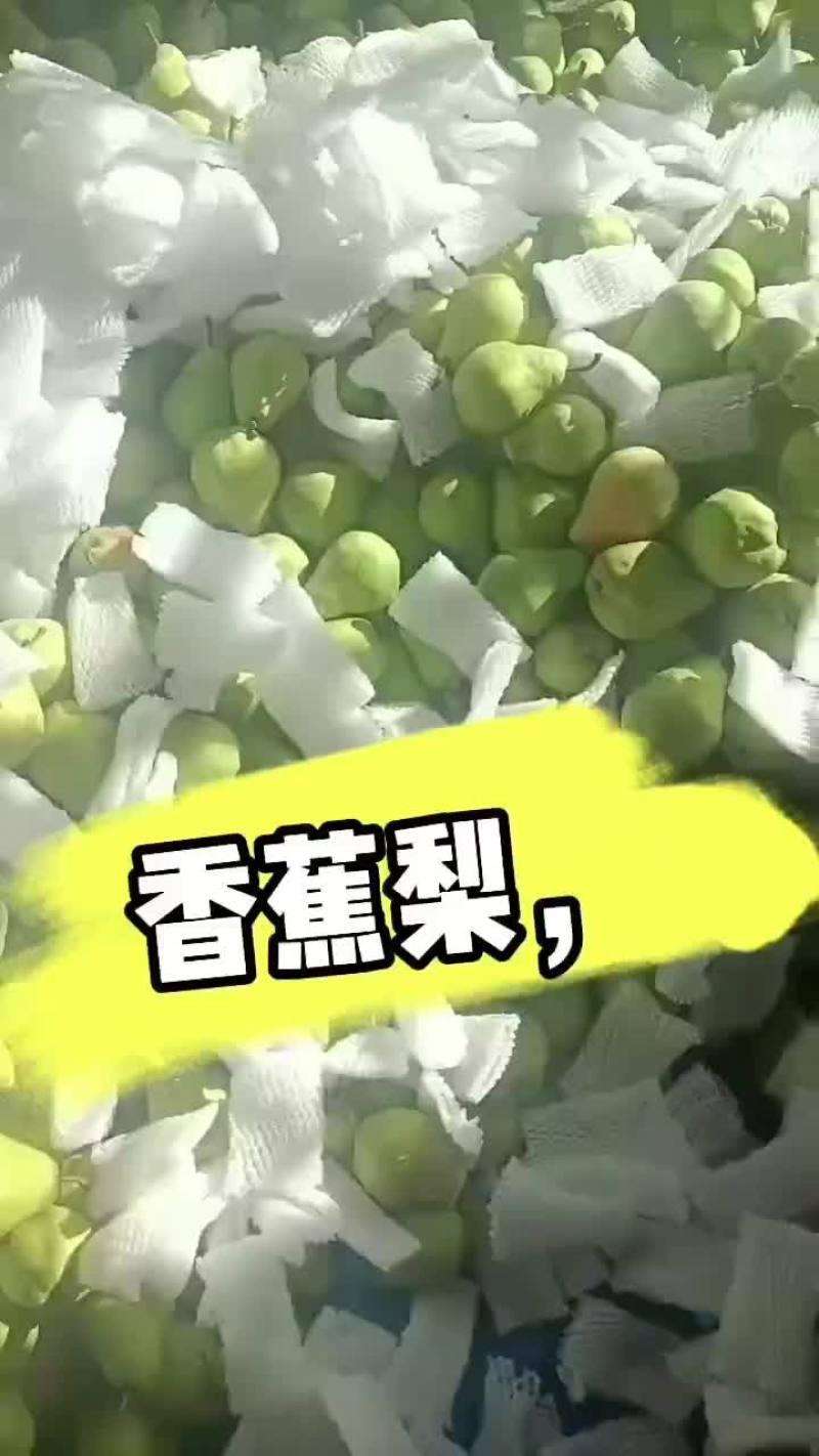 甘肃精品香蕉梨，洋梨，太婆梨，