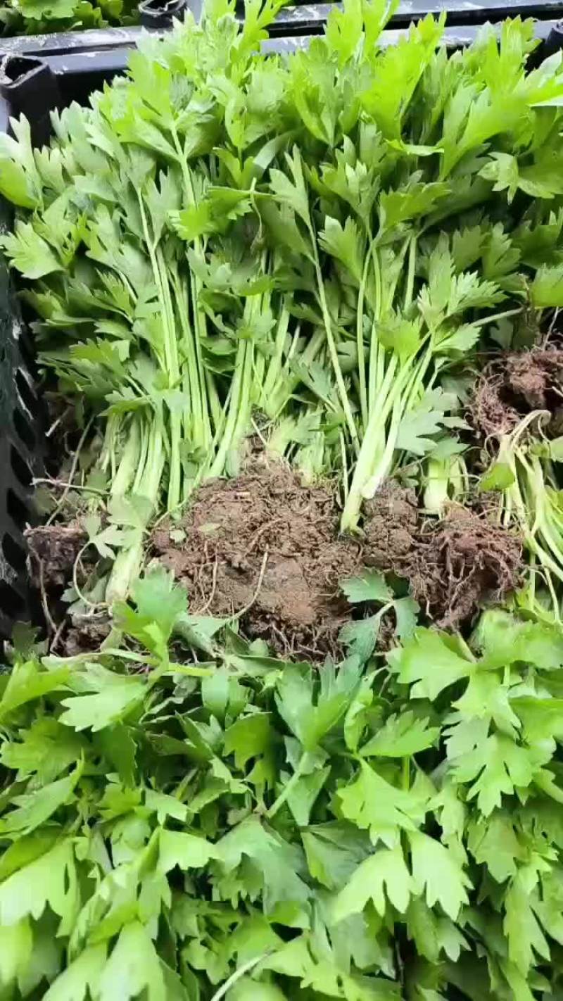 西安芹菜苗