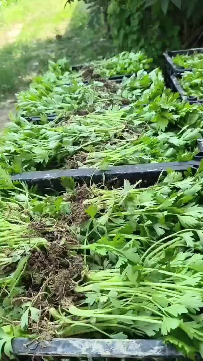 西安芹菜苗