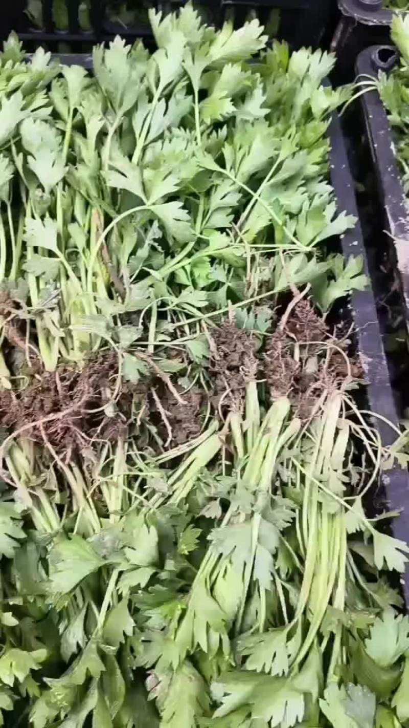 西安芹菜苗
